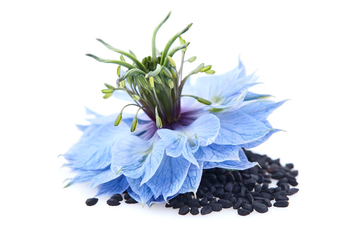 The Ancient Secret of Black Cumin: A Natural Powerhouse Through the Ages