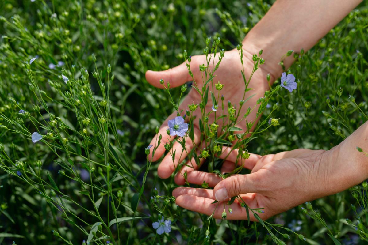 The Truth About Flaxseed Oil: Can Your Body Actually Use Its Omega-3s?